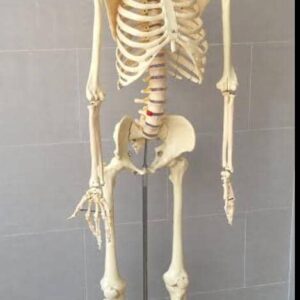 Human Skeleton