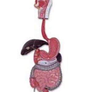 Human Digestive System