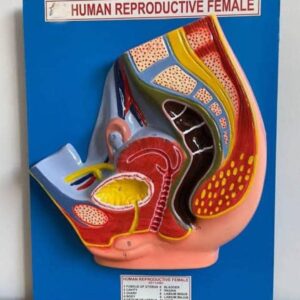 Human Reproductive (Urinogenital) System - Male
