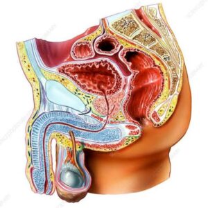Human Reproductive (Urinogenital) System -Female