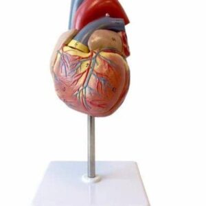 Human Heart