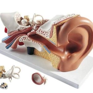 Human Ear